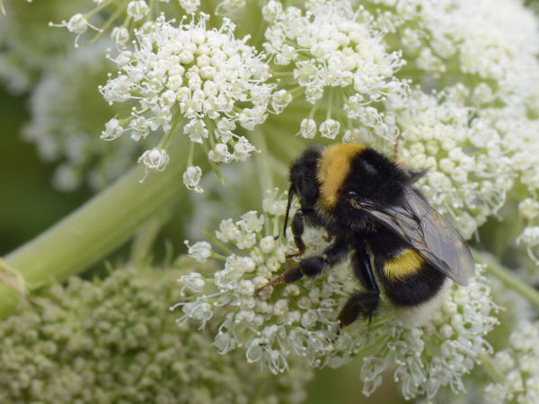 Bee Friendly: Talk & Honey Tasting (Age 6+)