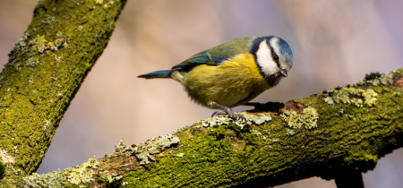 Great Big Green Week Festival: Brush up your Birds