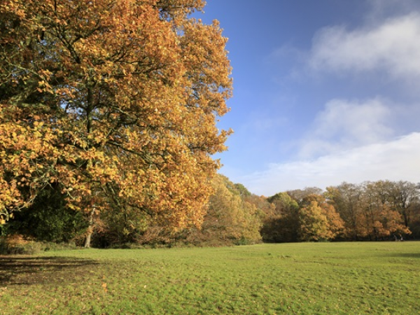 Free Guided Walk: The Archaeology of Box Hill