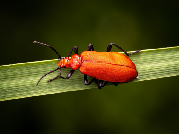 A Wild Child's Guide to Nature at Night - Author Event
