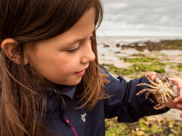 Family Rock Pooling -  Seashore Survey - Lyme Regis
