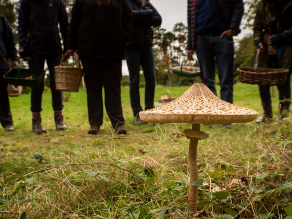 Spring Foraging Walk with Tellus Mater