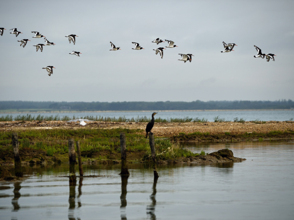 Winter birdwatching walks