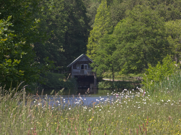 Wildflower Walks at Winkworth