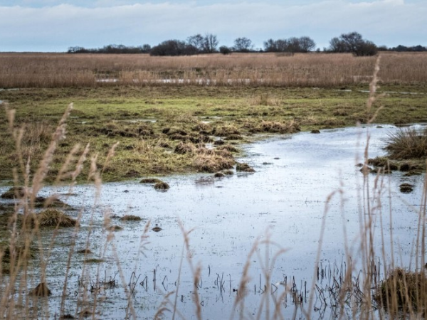 Autumn Nature Ramble at Heigham Holmes