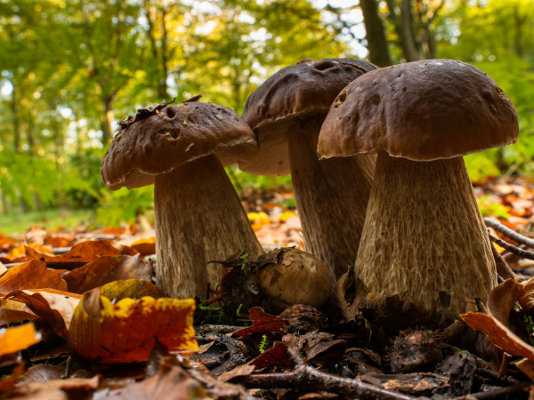 Fungi Festival: Talk - In Close Encounters of the Fungal Kind with Richard Fortey