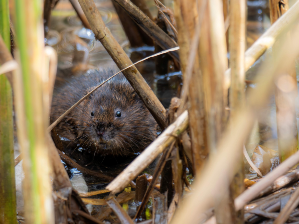 Water vole habitat survey online training with Citizen Zoo