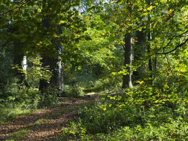 Estate Walk: Pamphill and the Droves
