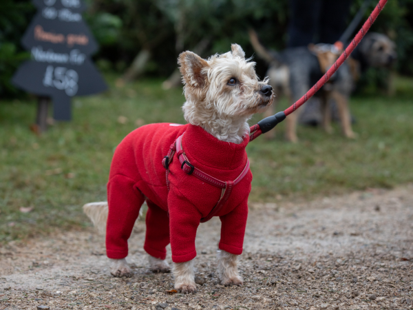 Santa Paws at Lyveden