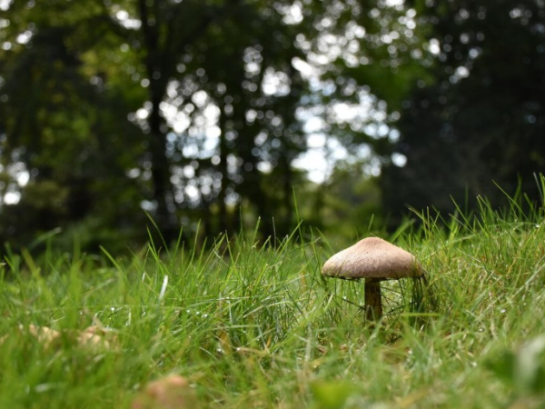 Taith Gerdded Ffwng Gwyllt gyda Discover the Wild | Wild Fungi Walk with Discover the Wild