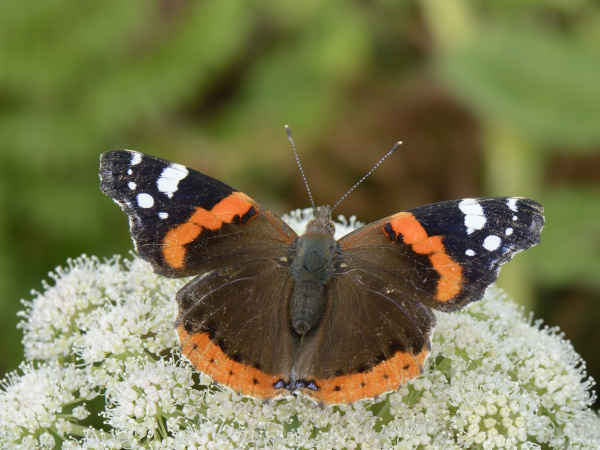 Butterfly Safari