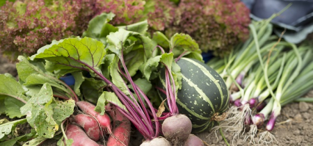 Great Big Green Week Festival: Growing your own vegetables