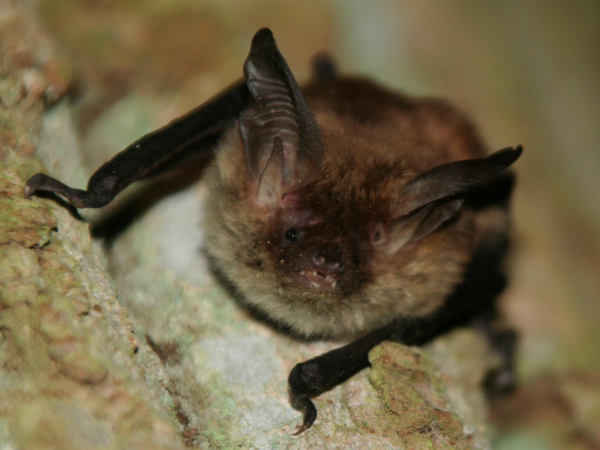 Bat walks at Sheringham Park