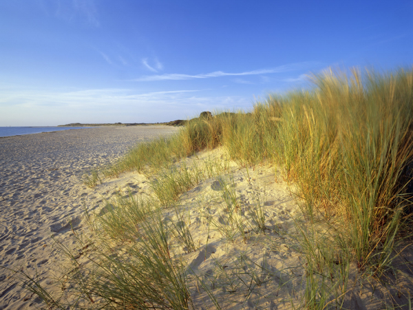 Wellness in the Dunes: Yoga, Sound, Sauna & Lunch