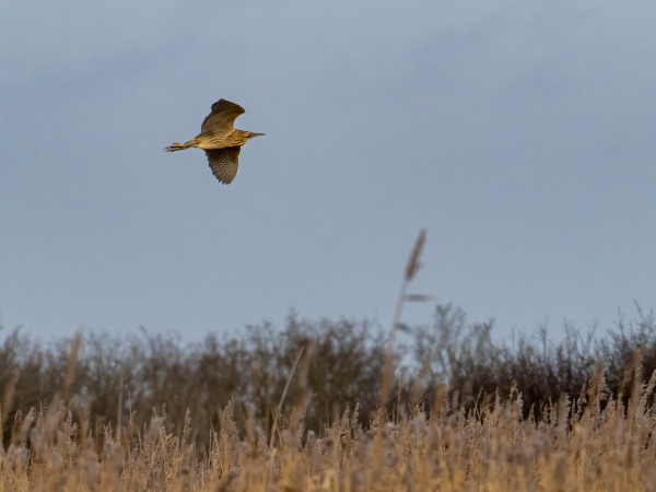 Winter Wildlife Walk at Heigham Holmes