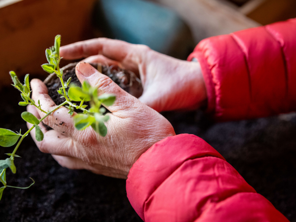 One Pot Power for Pollinators - King's Square Community Centre - 11 July, 10am
