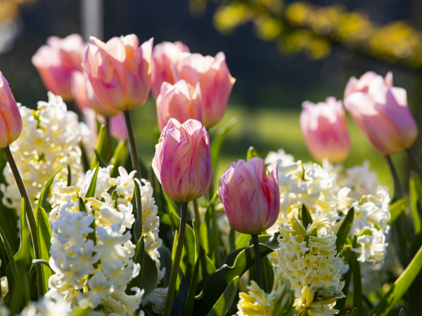 Guided Garden Walks - Spring Edition