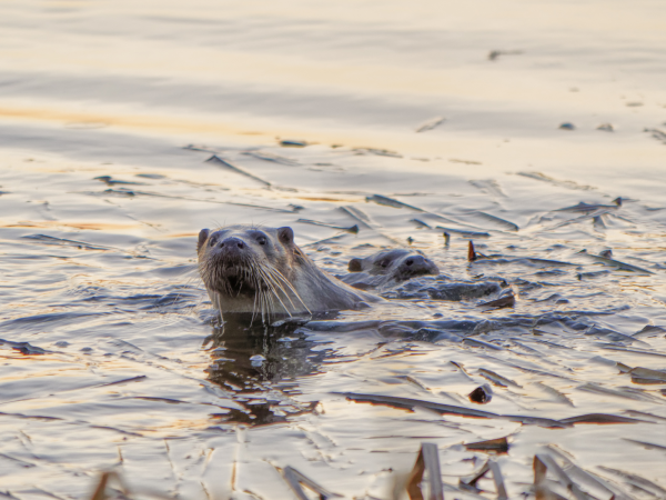 Taith Dditectif y Dyfrgi / Otter Detective Walk