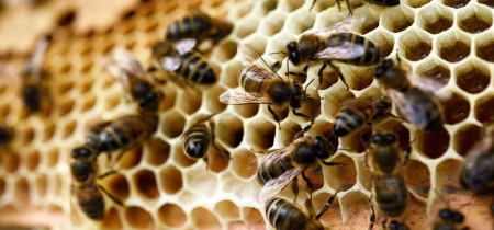 Teatime Talk:  The Bees & the amazing products from the hive