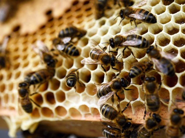Teatime Talk:  The Bees & the amazing products from the hive