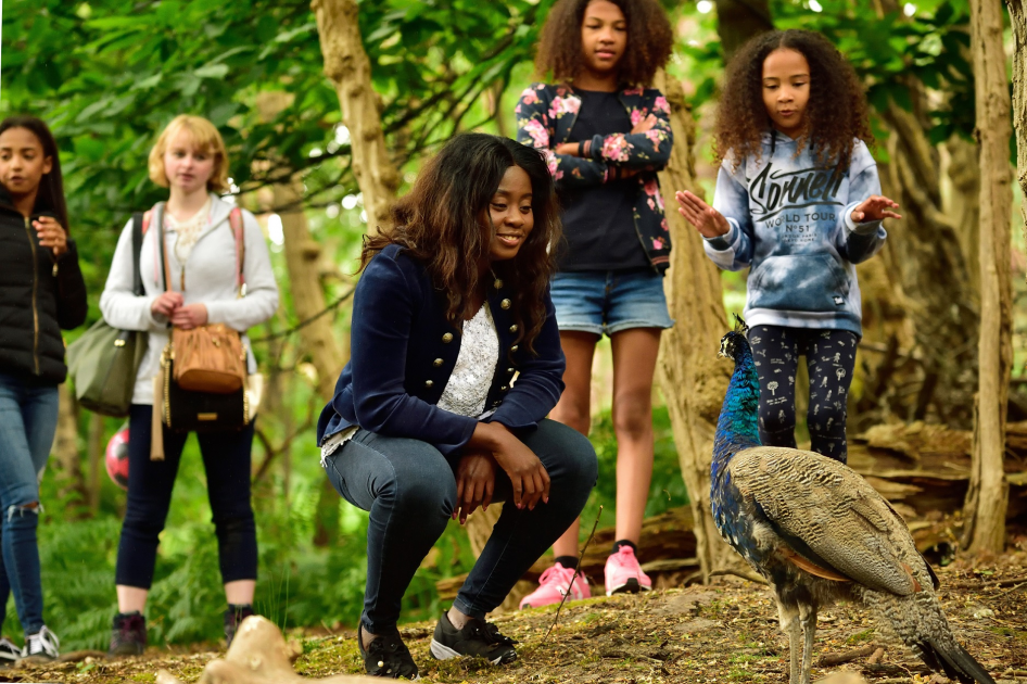 Buy Poole Quay to Brownsea Island (Outbound Ferry) Tickets online