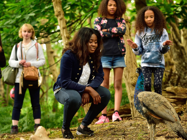 Poole Quay to Brownsea Island (Outbound Ferry)