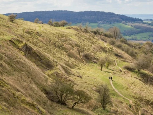 Flowers and butterflies of Crickley Hill