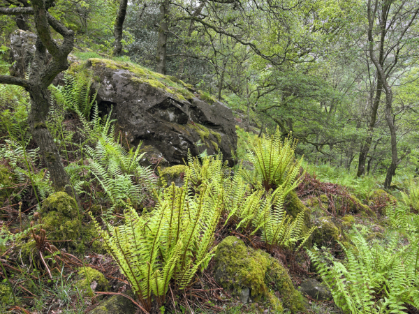 Inclusive Ramble - Great Wood viewpoint