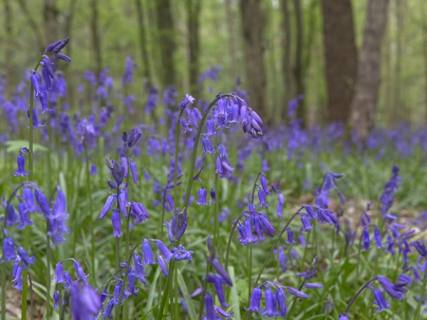 Bluebell Photography Workshop