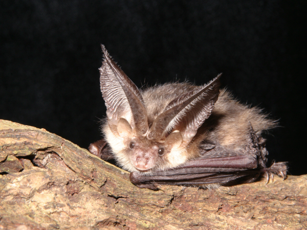 Evening Bat Walk