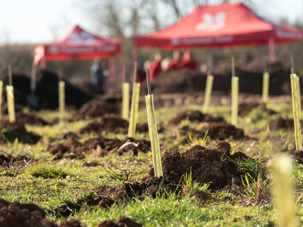 Community Tree planting- Guided Walk and Tree Planting at Ringmore