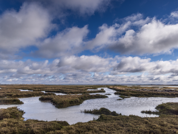 Walk with a ranger at Northey Island