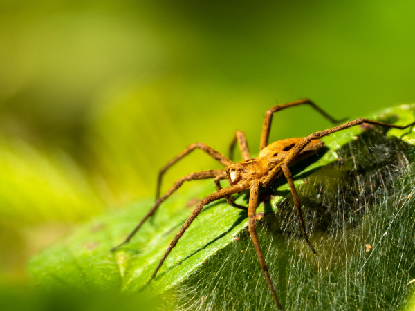 Spiders aren't so scary: Fri 18 and Sat 19 October