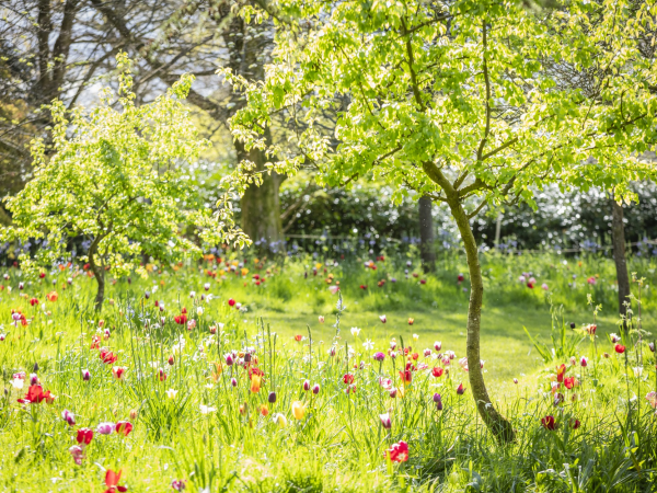 Guided walk: Growing tulips at Dyrham and at home
