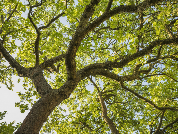 Nature Walk at Londonthorpe Woods