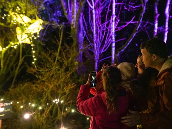 Trengwainton's Winter Lights
