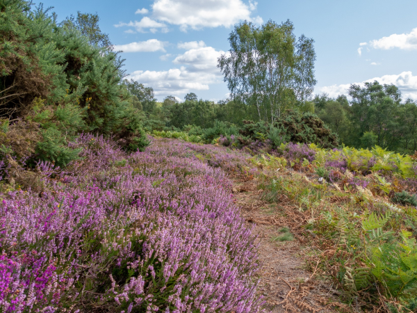 Guided walk: Waggoners Wells