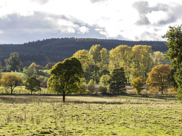 Meadow Mania Part 1: British Native Meadow Species