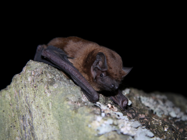 Evening Bat Walks at Fell Foot