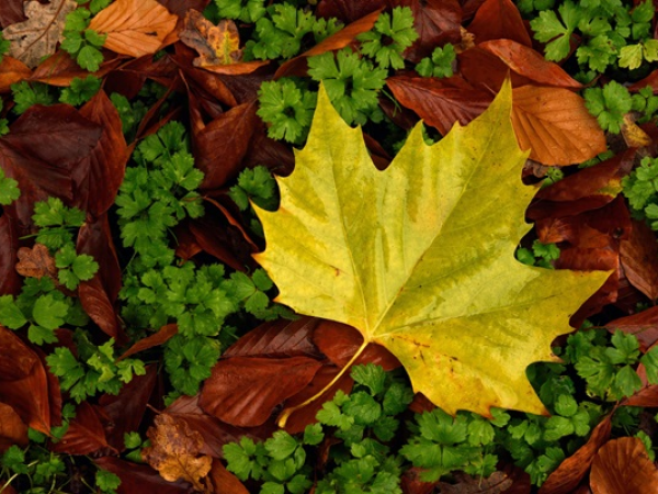 Autumn Tree Walks