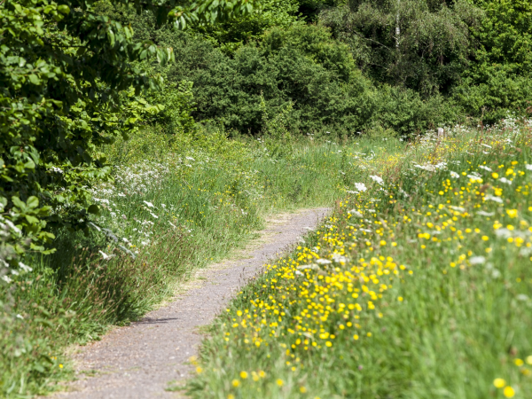 Woodland wildflower walk at Staunton Harold
