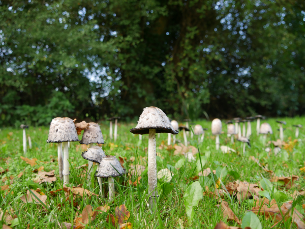 Outwood Common - Spring Woodland Walk
