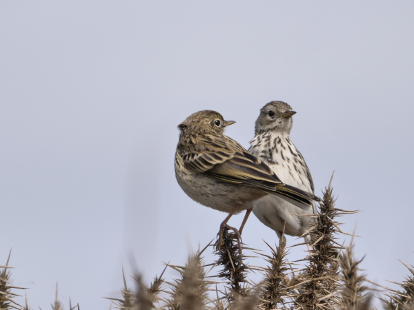 Dawn Chorus Guided Walk