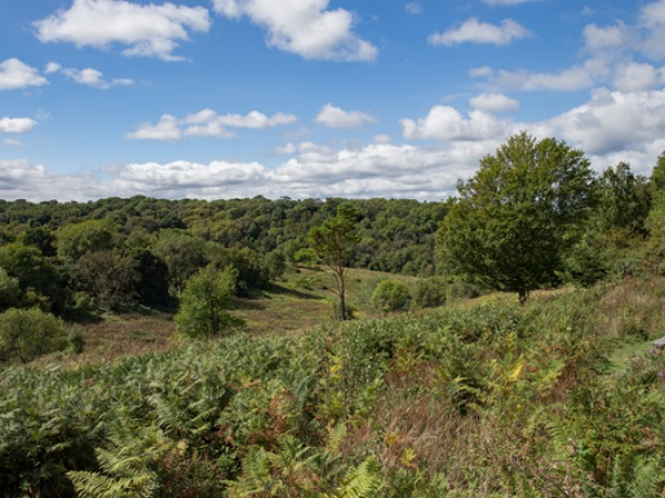 Free Guided Walk: D-Day & Headley Heath