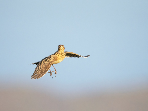 Dawn chorus walk at Aymer Cove