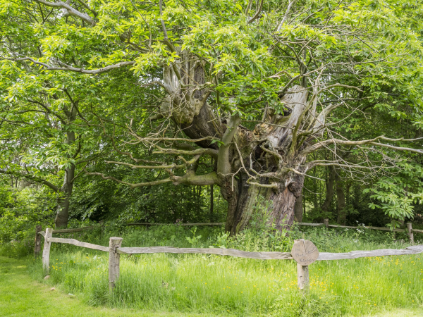 Cauldrons, Cobwebs and Campfires - Activity sessions with Luke from The Ember Within