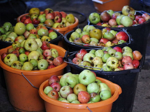 New Parents Walk-Killerton's Orchards