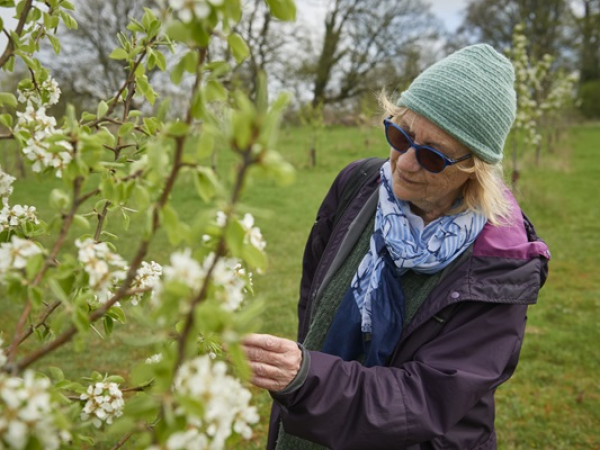 Arborist Blossom and Heritage Orchard Tour at Dyffryn Gardens