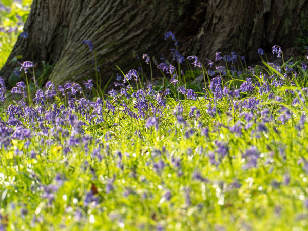 Bluebell walks 2025 – 3 miles
