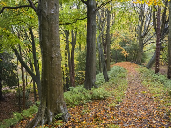 Seasonal nature walk with a Gibside ranger